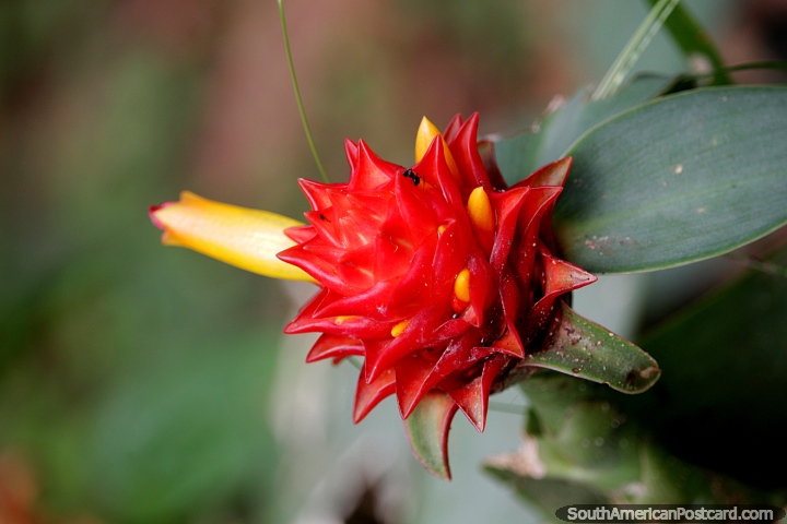 Exotic red flower with a small ant, the flora at Tambopata National Reserve in Puerto Maldonado. (720x480px). Peru, South America.