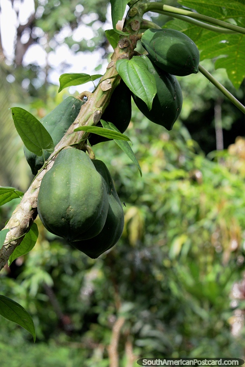 Melones verdes que crecen en un árbol en el clima tropical de la Reserva Nacional Tambopata en Puerto Maldonado. (480x720px). Perú, Sudamerica.