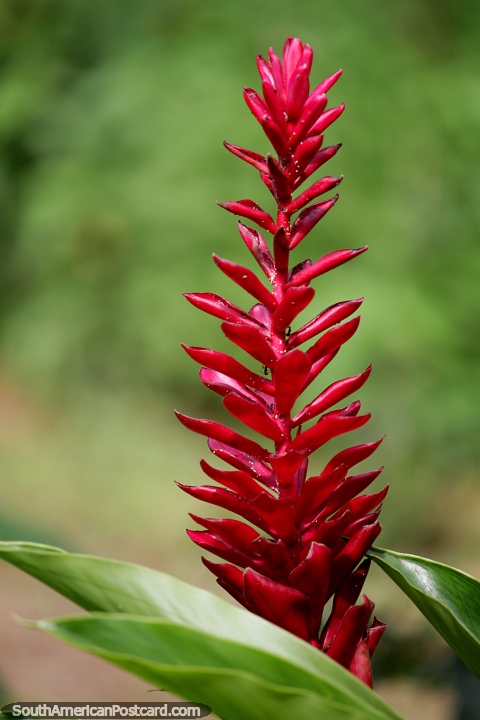 Exotic red flower in gardens at Eco House Koshiri beside Lake Sandoval, Tambopata National Reserve in Puerto Maldonado. (480x720px). Peru, South America.