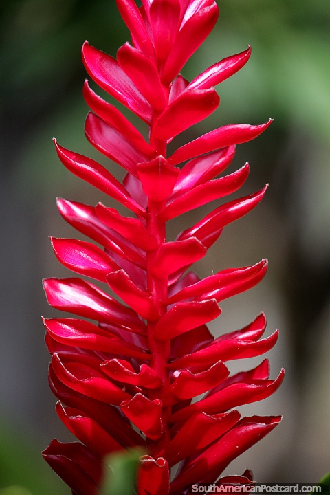 Puerto Maldonado is a great place to see exotic flowers and plants plus wildlife. (480x720px). Peru, South America.