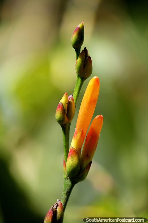 Las vainas de flores, disfrutan de las pequeas cosas en la naturaleza, los colores y las formas, la Reserva Nacional Tambopata en Puerto Maldonado. (480x720px). Per, Sudamerica.