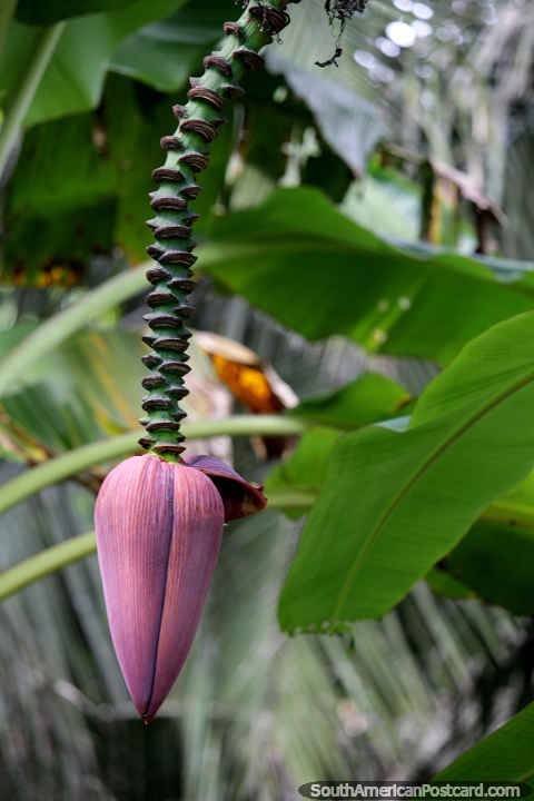 Large purple pod of a banana palm in the Amazon at Tambopata National Reserve in Puerto Maldonado. (480x720px). Peru, South America.