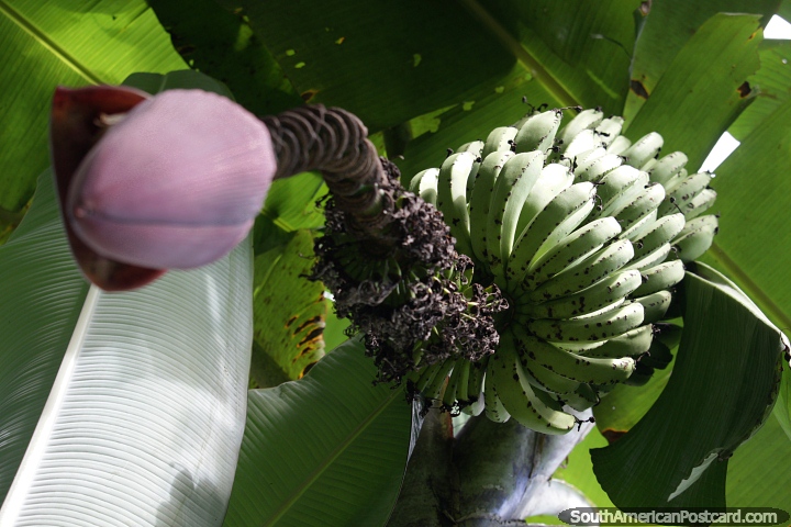 Bananas grow in the Amazon beneath the shade of large palm leaves, Puerto Maldonado. (720x480px). Peru, South America.