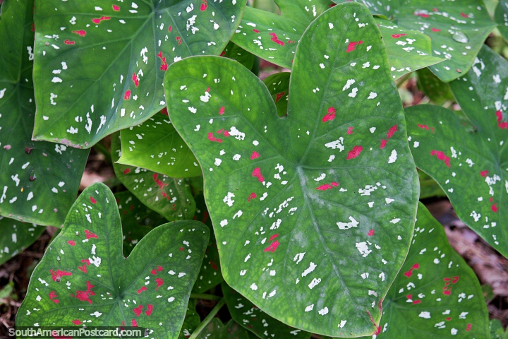Large green leaves with pink and white splotches, flora at Tambopata National Reserve in Puerto Maldonado. (720x480px). Peru, South America.