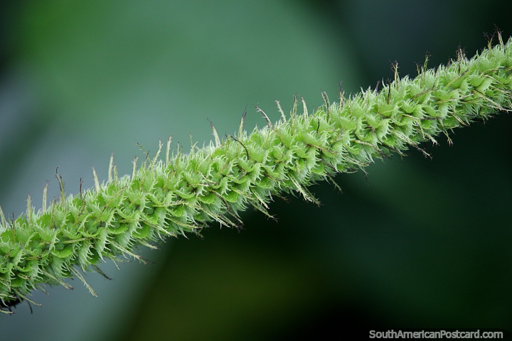 Finos detalles en la naturaleza, formación de plantas en espiral con pequeños pelos, Reserva Nacional Tambopata en Puerto Maldonado. (720x480px). Perú, Sudamerica.