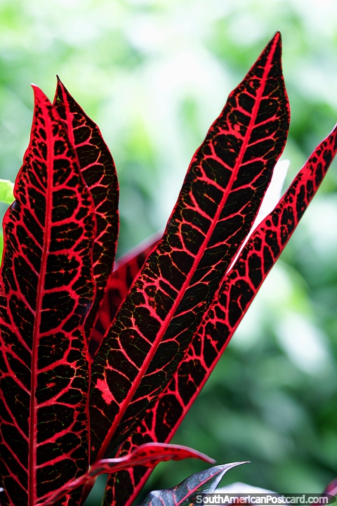 Folhas vermelhas e pretas, detalhes bonitos e transparência, Reserva Nacional Tambopata em Porto Maldonado. (480x720px). Peru, América do Sul.