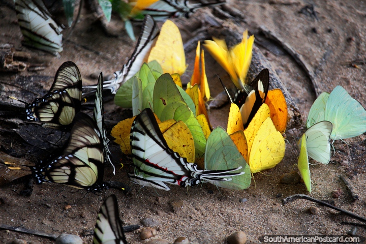 As borboletas amarelas, verdes, pretas e brancas alimentam-se da umidade na terra, Reserva Nacional Tambopata em Porto Maldonado. (720x480px). Peru, América do Sul.