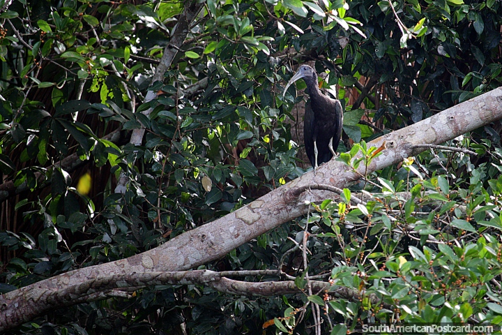 Pájaro negro grande con un pico largo y puntiagudo, fauna alrededor del lago Sandoval en Puerto Maldonado. (720x480px). Perú, Sudamerica.