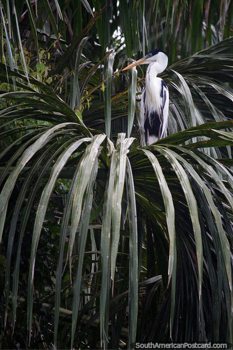 Heron blanco y negro se sienta sobre una planta de lino alrededor del lago Sandoval en Puerto Maldonado. (480x720px). Per, Sudamerica.