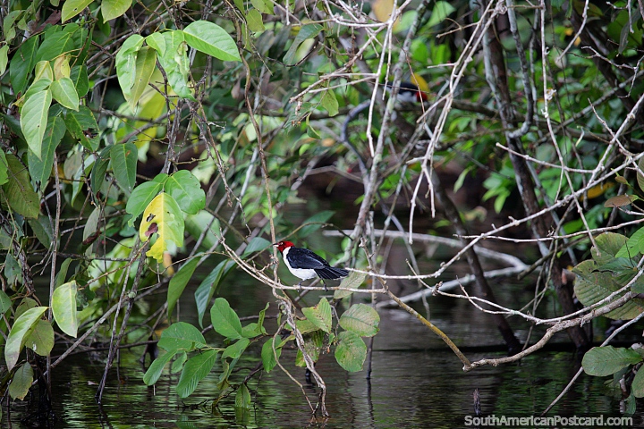 Pequeno pássaro preto e branco com uma cabeça vermelha em Lago de Sandoval em Porto Maldonado. (720x480px). Peru, América do Sul.