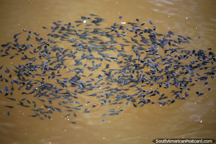 Milhares de girinos nadam em um grupo nas águas do Lago de Sandoval em Porto Maldonado. (720x480px). Peru, América do Sul.