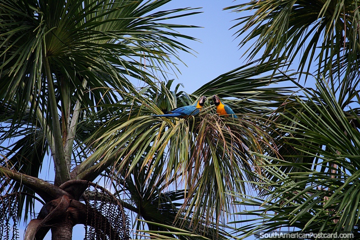 Par de guacamayos azules y amarillos cantan en armonía en las palmas alrededor del lago Sandoval en Puerto Maldonado. (720x480px). Perú, Sudamerica.