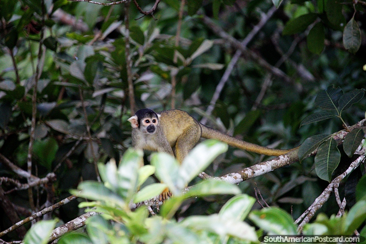 Pequeno macaco galhofeiro nas rvores em volta de Lago de Sandoval em Porto Maldonado. (720x480px). Peru, Amrica do Sul.