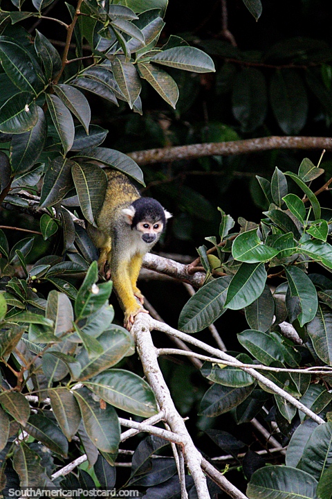 Vimos muchos de estos pequeos monos en los rboles alrededor del lago Sandoval en Puerto Maldonado. (480x720px). Per, Sudamerica.