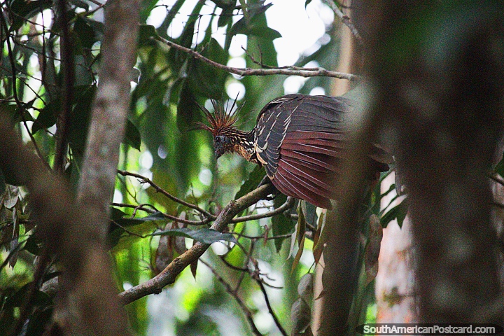 El ave Hoatzin tiene una dieta de 82% de hojas, 10% de flores y 8% de frutas, Reserva Nacional Tambopata en Puerto Maldonado. (720x480px). Per, Sudamerica.