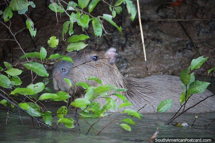 Capybara na gua na borda do rio em Reserva Nacional Tambopata em Porto Maldonado. (720x480px). Peru, Amrica do Sul.