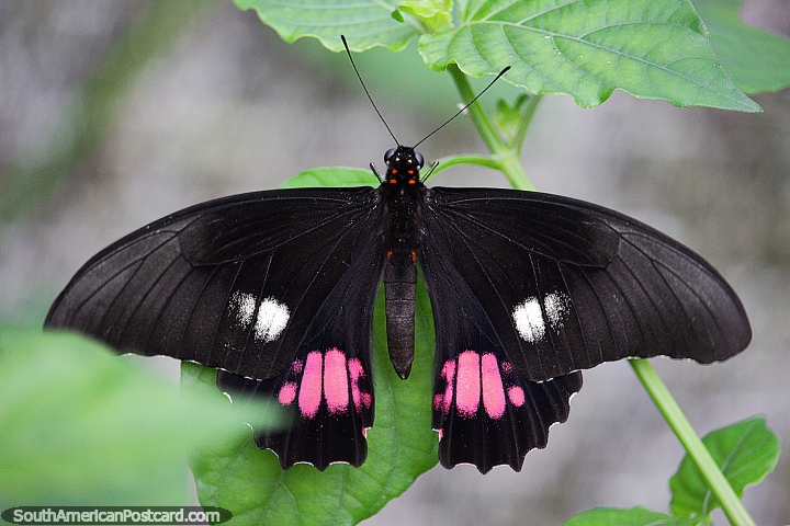 Black butterfly with pink and white markings, heraclides anchisiades, Puerto Maldonado. (720x480px). Peru, South America.