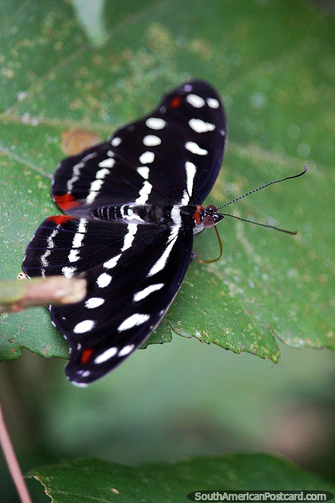 Mariposa negra con marcas blancas y rojas, catonefele acontius, Puerto Maldonado. (480x720px). Per, Sudamerica.
