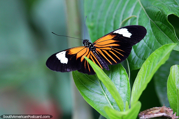 Butterfly with orange and white markings, heliconius elevatus lapis, Puerto Maldonado. (720x480px). Peru, South America.