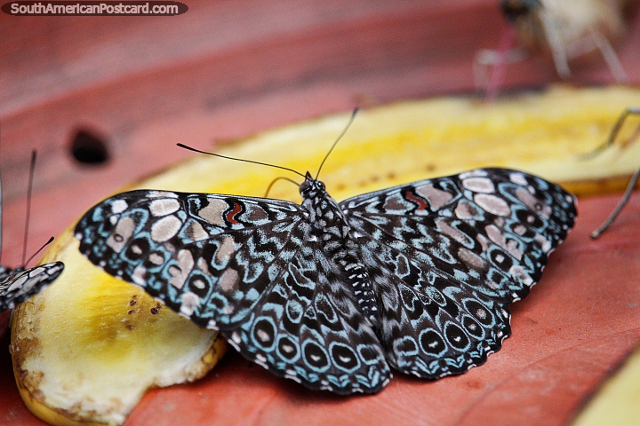 Butterfly with an amazing and intricate pattern, hamadryas feronia, Puerto Maldonado. (720x480px). Peru, South America.