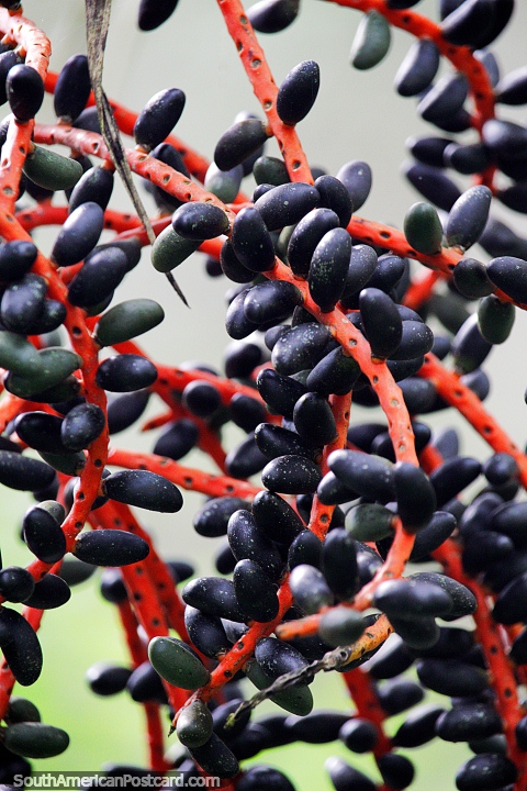 Black pods on a red vine, interesting plant and flora in Puerto Maldonado. (480x720px). Peru, South America.