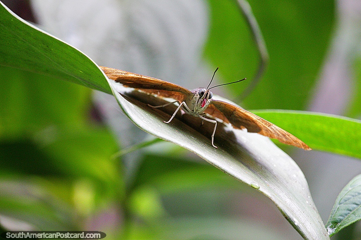 Butterfly tiene su lengua espiral sobresaliendo, Mariposas Tambopata en Puerto Maldonado. (720x480px). Perú, Sudamerica.