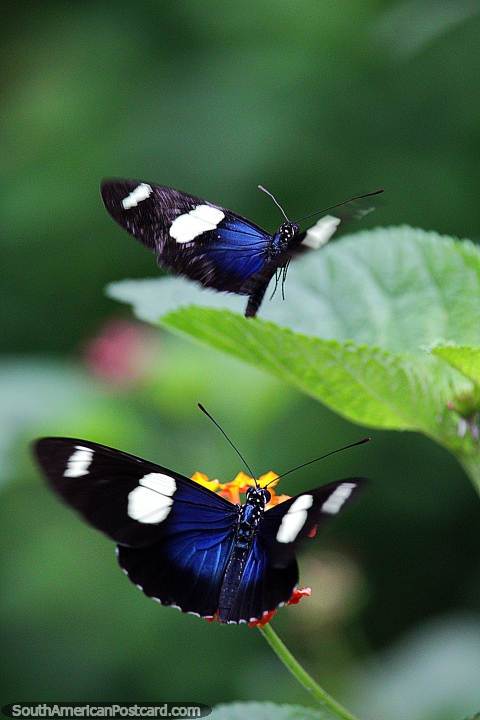 Mariposas azules, blancas y negras bonitas, heliconius sara, Puerto Maldonado. (480x720px). Perú, Sudamerica.