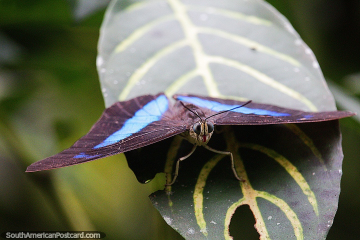 Black butterfly with blue markings, archeoprepona demophon muson, Puerto Maldonado. (720x480px). Peru, South America.