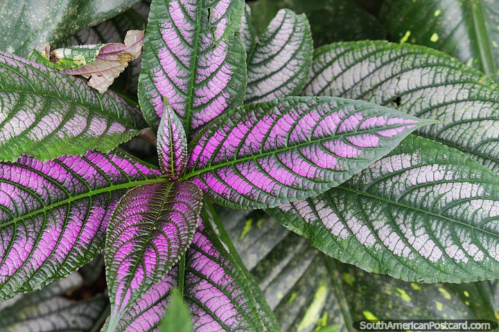 Green and purple leaves, exotic flora in the gardens of Tambopata Butterflies in Puerto Maldonado. (720x480px). Peru, South America.