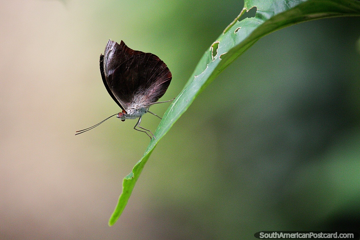 A pequena borboleta atraente senta-se em uma folha na Fazenda de Borboleta Tambopata em Porto Maldonado. (720x480px). Peru, Amrica do Sul.
