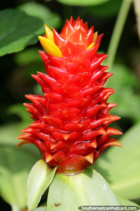 Extica flor y planta roja y amarilla, una de las muchas en Puerto Maldonado. (480x720px). Per, Sudamerica.