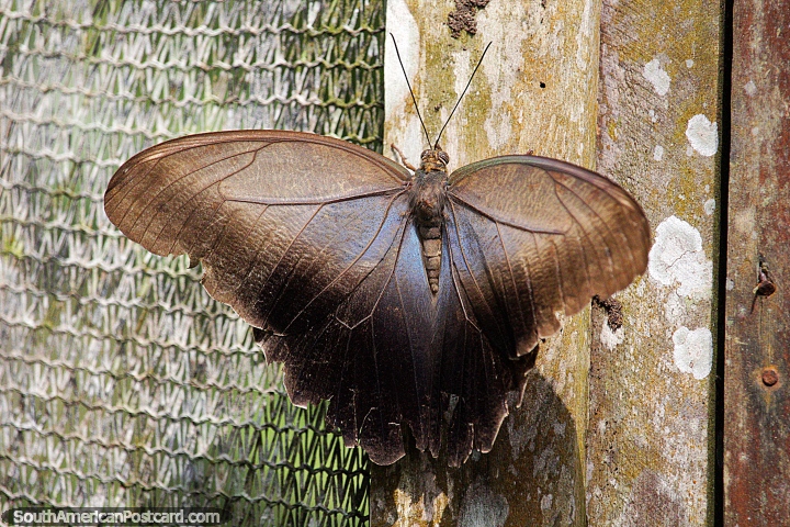 Mariposa marrón, una de las especies más comunes en Puerto Maldonado. (720x480px). Perú, Sudamerica.
