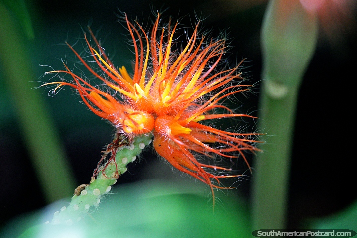 Hermosa planta exótica con finos pelos de color naranja y blanco en Puerto Maldonado. (720x480px). Perú, Sudamerica.