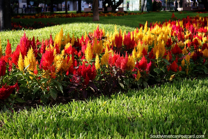 Parque Kennedy en Miraflores en donde se puede ver crecer hermosas flores, Lima. (720x480px). Per, Sudamerica.