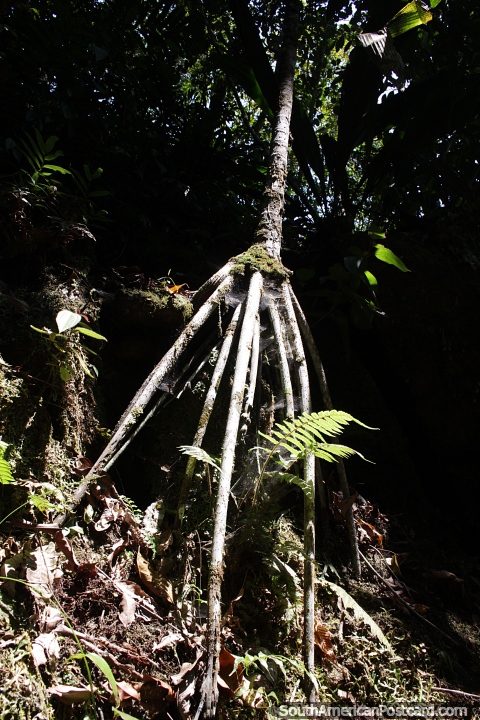 A famosa árvore ambulante da América do Sul, vista na selva em Tarapoto. (480x720px). Peru, América do Sul.