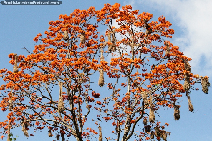 Ninhos de pássaros pendem como sacos de uma laranjeira na Amazônia em Tarapoto. (720x480px). Peru, América do Sul.