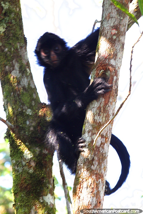 Mono araña negro se aferra al tronco de un árbol en la selva de Tarapoto. (480x720px). Perú, Sudamerica.