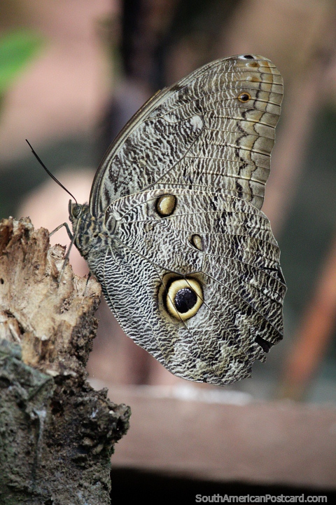 Cinza por fora, mas quando abre as asas torna-se a borboleta azul-metálico Tarapoto. (480x720px). Peru, América do Sul.