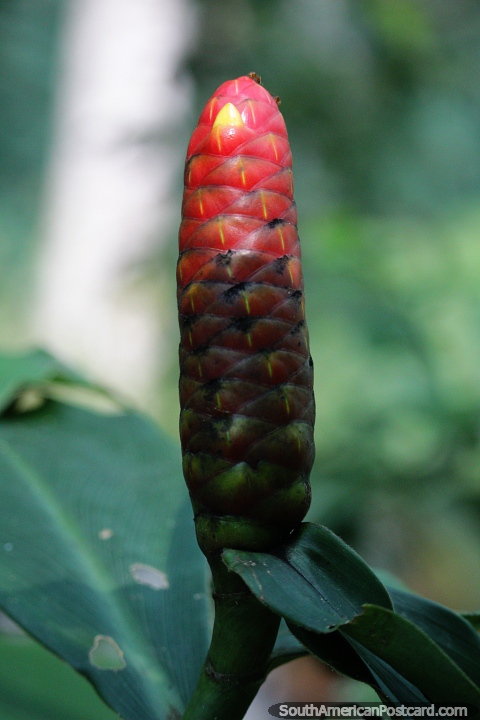 Planta exótica vermelha prestes a desabrochar uma pequena flor amarela na selva de Tarapoto. (480x720px). Peru, América do Sul.