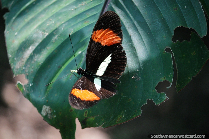 Borboleta preta com manchas laranja e brancas na selva ao redor de Tarapoto. (720x480px). Peru, América do Sul.