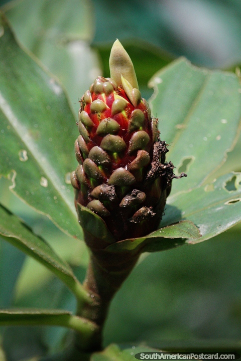 Planta extica roja y verde con capas de hojas en la selva de Tarapoto. (480x720px). Per, Sudamerica.
