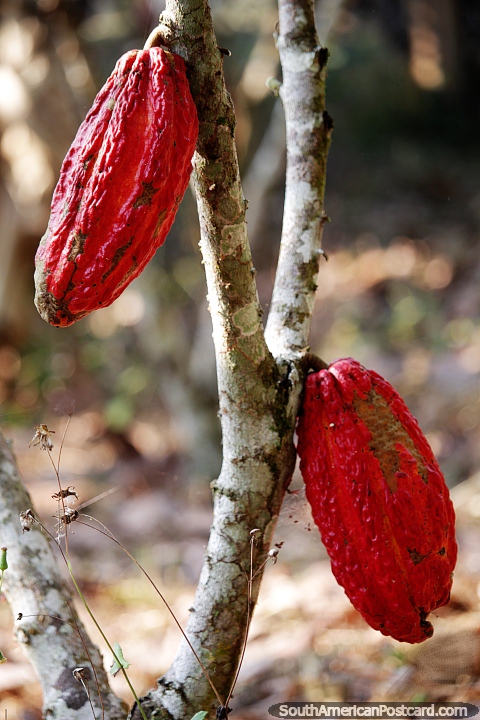 Red cacao growing in the Amazon, chocolate is made from these, Moyobamba. (480x720px). Peru, South America.