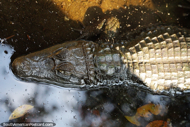 Crocodilo deitado em uma piscina rasa de lama na Amaznia, em Moyobamba. (720x480px). Peru, Amrica do Sul.