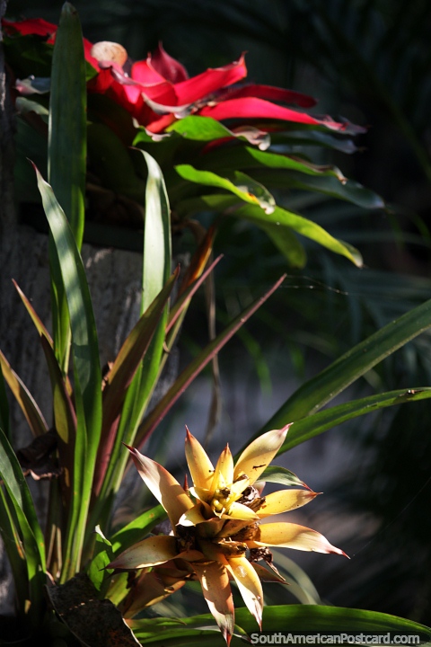 Planta amarilla brillando a la luz del sol en el Amazonas alrededor de Moyobamba. (480x720px). Per, Sudamerica.