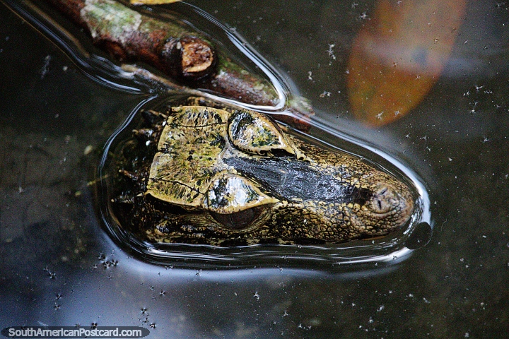 Un reptil inusual en el Amazonas, su cabeza tiene una parte negra a lo largo de su nariz, Moyobamba. (720x480px). Per, Sudamerica.