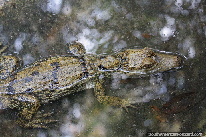 Pequeno crocodilo, bastante fino e com textura interessante, o Amazonas em Moyobamba. (720x480px). Peru, Amrica do Sul.