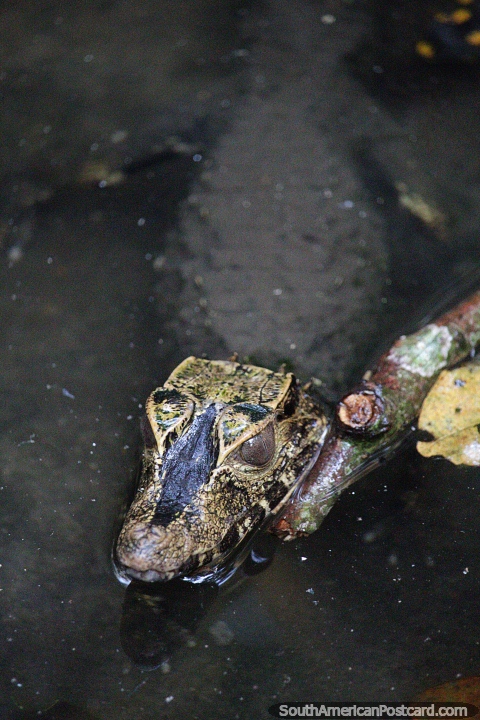 Extrao reptil con cabeza pequea y cuerpo grande, no un cocodrilo, caimn o caimn, Moyobamba. (480x720px). Per, Sudamerica.