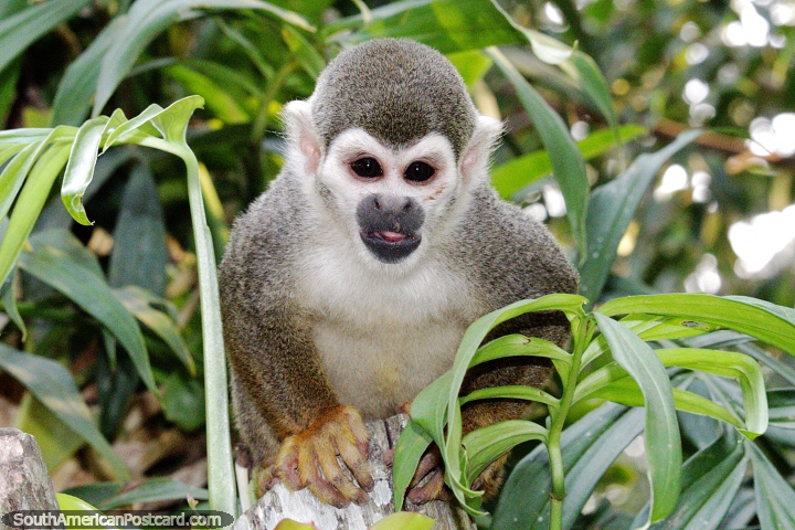 Squirrel monkey with a  lifespan of 15 years in the wild, 20 years in captivity, Moyobamba Amazon. (720x480px). Peru, South America.