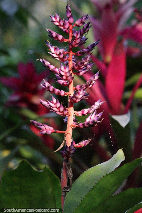 Botes de flores da Borgonha desta planta extica na floresta amaznica em Moyobamba. (480x720px). Peru, Amrica do Sul.
