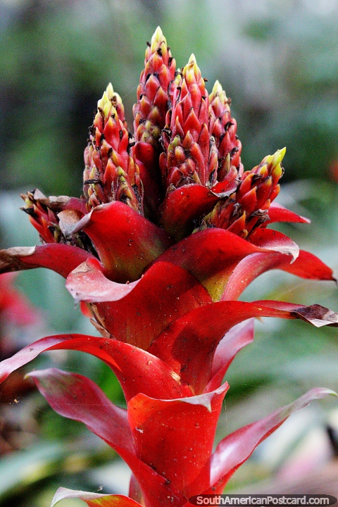 Red and yellow plant with towers of flower buds at the top in the Amazon in Moyobamba. (480x720px). Peru, South America.